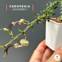 มังกรเขียว Ceropegia แคคตัส กระบองเพชร cactus&amp;succulent