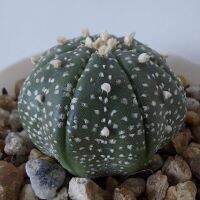 HOT** แอสโตรไฟตัม แอสทีเรียส Astrophytum asterias เพชร ส่งด่วน พรรณ ไม้ น้ำ พรรณ ไม้ ทุก ชนิด พรรณ ไม้ น้ำ สวยงาม พรรณ ไม้ มงคล