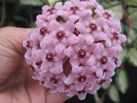 โฮย่า คิมสัน ดอกสีม่วง Hoya carnosa ‘Krimson Princess’ (Purple Flowers) ต้นไม้ที่เป็นสัญลักษณ์ของความรัก ต้นเป็นไม้เลื้อย ดอกสวย สีชมพูดูแปลกตาออกดอกทั้งปี จัดส่งพร้อมกระถาง 3 นิ้ว ต้นไม้แข็งแรง ทุกต้น