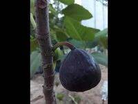 10 เมล็ด เมล็ดมะเดื่อฝรั่ง Figs สายพันธุ์  Iraqi Fig ของแท้ 100% มะเดื่อฝรั่ง หรือ ลูกฟิก (Fig) อัตราการงอก 70-80% Figs Seed มีคู่มือวิธีปลูก