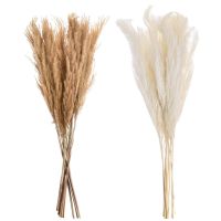 【cw】 10pcs/lot Dried Reed Bouquet Small Pampas Wedding Whisk Phragmites
