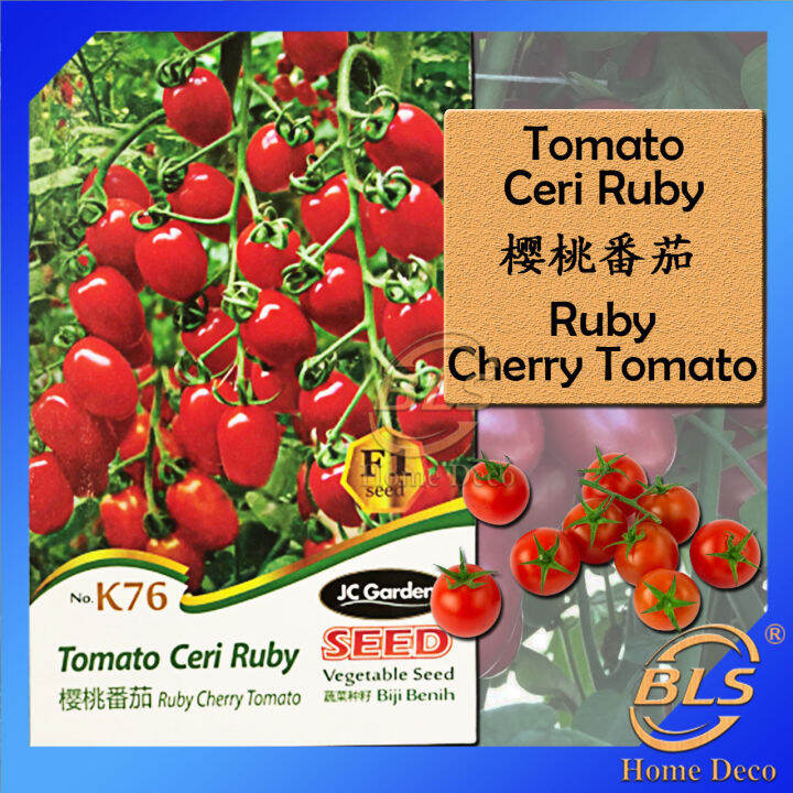 K76 RUBY CHERRY TOMATO JC GARDEN VEGETABLE SEED BIJI BENIH TOMATO CERI