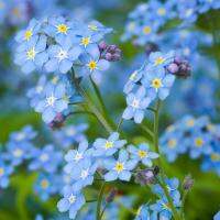 เมล็ดพันธุ์ Forget-me-not บรรจุ 70 เมล็ด ดอกไม้สีฟ้าน่ารัก