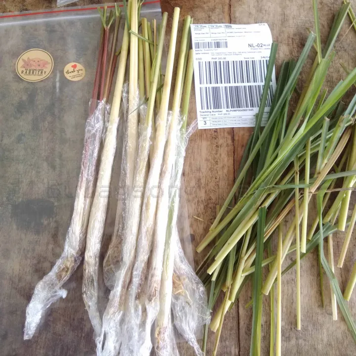 Citronella cuttings (Antimosquito plant) 10 sticks Lazada PH