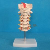 Cervical vertebra disc with occipital after carotid artery   neural model with the human body bone anatomical model