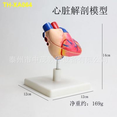 anatomy model J33208 เครื่องมือสอนธรรมชาติขนาดใหญ่ 1:1 โมเดลการสอนกายวิภาคของหัวใจมนุษย์