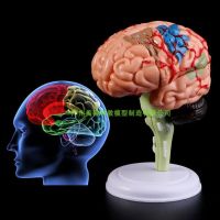 4 d assembled brain brain anatomy of cerebral artery neurologist removable human brain model teaching