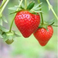 50 เมล็ด/ชุด เมล็ดพันธุ์ Strawberry สายพันธุ์ Guardian