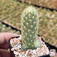 HOT** นิ้วเลมอน #ต้นเดี่ยว Mammillaria elongata lemon แคคตัส เพชร cactus&amp;succulent ส่งด่วน พรรณ ไม้ น้ำ พรรณ ไม้ ทุก ชนิด พรรณ ไม้ น้ำ สวยงาม พรรณ ไม้ มงคล