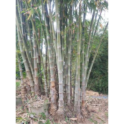 ( โปรโมชั่น++) คุ้มค่า ไผ่หกอินโดนีเซีย Dendrocalamus asper "Indonesian Clone" ราคาสุดคุ้ม พรรณ ไม้ น้ำ พรรณ ไม้ ทุก ชนิด พรรณ ไม้ น้ำ สวยงาม พรรณ ไม้ มงคล