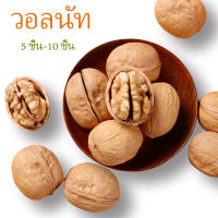 5 ชิ้น 10 ชิ้น วอลนัต แฮมสเตอร์ วอทนัท walnuts กระรอก สัตว์ฟันแทะ สัตว์เลี้ยง สัตว์เล็ก