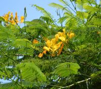 30 เมล็ด เมล็ดพันธุ์ หางนกยูงฝรั่ง สีเหลือง Flame Tree, Flamboyant, Royal Poinciana