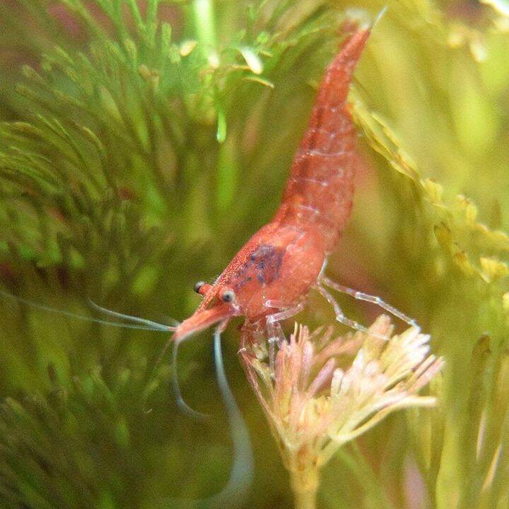Cherry Shrimp 5 ekor Lazada