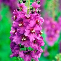 เมล็ดพันธุ์ Bonsai Seeds มัลเลน Verbascum phoeniceum temptress 300 เมล็ด เมล็ดพันธุ์ Bonsai Seedsนำเข้าจาก ยุโรป