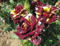 30 เมล็ด เมล็ดพันธุ์ Bonsai Seed  กุหลาบ สตาร์แอนด์สไตร้พส์ Tiger Striped Rose Seed  สี แดง-เหลือง ดอกใหญ่ นำเข้าจากต่างประเทศ พร้อมคู่มือ เมล็ดสด ใหม่