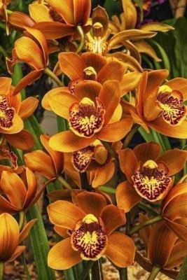 18 เมล็ดพันธุ์ เมล็ดกล้วยไม้ กล้วยไม้ ซิมบิเดียม (Cymbidium Orchids) Orchid flower seeds อัตราการงอกสูง 70-80%