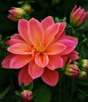 1 หัว /ชุุด เหง้า ต้นรักเร่ Dahlia Bulb สายพันธุ์ Delightful สีชมพู หัวรักเร่ ดอกไม้ ดอกรักเร่ รักแรกพบ เฟิร์สเลิฟ ดอกไม้นำเข้า พร้อมให้ดอก