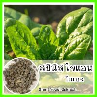 พร้อมส่ง ❗ รหัส 099 เมล็ดพันธุ์ OP แท้   สปินิส ใจแอน โนเบล - Giant Nobel Spinach เมล็ดผัก ผักโขม เมล็ดพันธุ์ผัก ปลูกผัก เมล็ดผักต่างๆ เมล็ดผักรวม