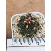 ( Pro+++ ) คุ้มค่า Thelocactus...bicolor.. ราคาดี พรรณ ไม้ น้ำ พรรณ ไม้ ทุก ชนิด พรรณ ไม้ น้ำ สวยงาม พรรณ ไม้ มงคล