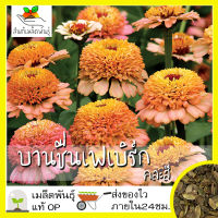 เมล็ดพันธุ์ บานชื่นเฟเบิร์กคละสี 20 เมล็ด Mixed Faberge Zinnia Seed เมล็ดพันธุ์แท้ นำเข้าจากต่างประเทศ ปลูกผัก บานชื่น