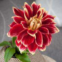 1 เหง้า/ชุุด รักเร่ Dahlia Bulb สายพันธุ์ Caballero Dahlia Bulb หัวรักเร่ ดอกไม้ ดอกรักเร่ เหง้า นำเข้า ยุโรป หัวสดใหม่ ผ่านการแช่เย็นแล้ว