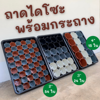 ถาดไดโซะวางต้นไม้พร้อมกระถาง  2  นิ้ว 54 ใบ, 3 นิ้ว 24 ใบ,  5 นิ้ว  15  ใบ ถาดเพาะเมล็ด เพาะต้นกล้า