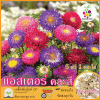 ซื้อ5 แถม1 เมล็ดพันธุ์ ดอกแอสเตอร์ 40 เมล็ด (Power Puff Aster Flower Seed) สีสด สวย เมล็ดพันธุ์แท้ ปลูกง่าย อัตรางอกสูง เก็บเมล็ดปลูกต่อได้