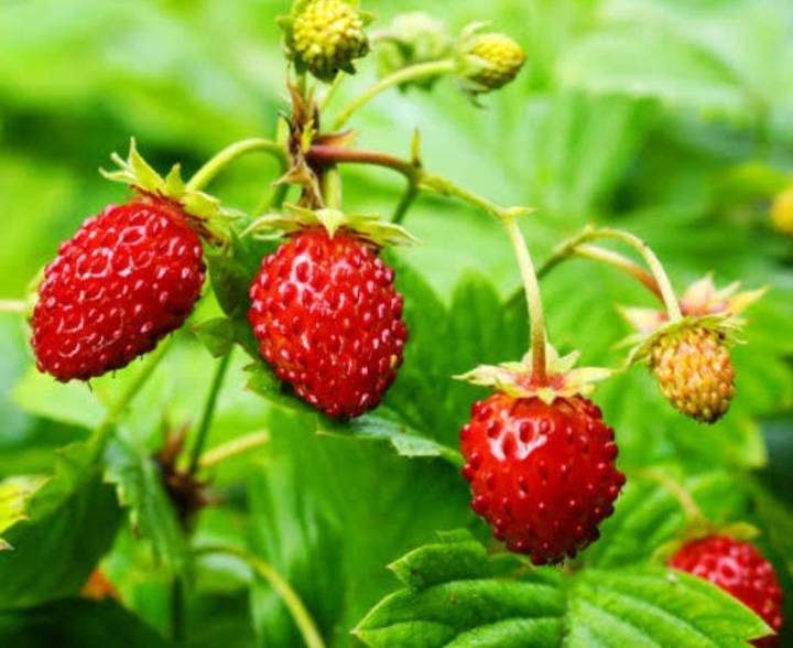 สตอเบอรี่ป่า-สีแดง-สีเหลือง-wild-strawberry-regina-seeds-เมล็ดพันธุ์สตอเบอรี่ป่าสีแดง-สีเหลือง-บรรจุ-5เมล็ด