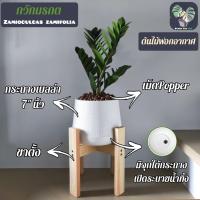 โปรโมชั่น ต้นกวักมรกต (ZZ Plant) 25-35Cm. พร้อมกระถางเบลล่า 7"นิ้ว+เม็ดPopper+ขาตั้ง (ต้นไม้ฟอกอากาศ) ราคาถูก พร้อมส่งทันที ฟอกอากาศ PM2.5  เครื่องฟอกอากาศ แผ่นกรองอากาศ