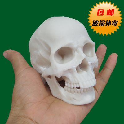 Skull 1:2 resin skulls painting art in human body art spot musculoskeletal anatomy of the skull model