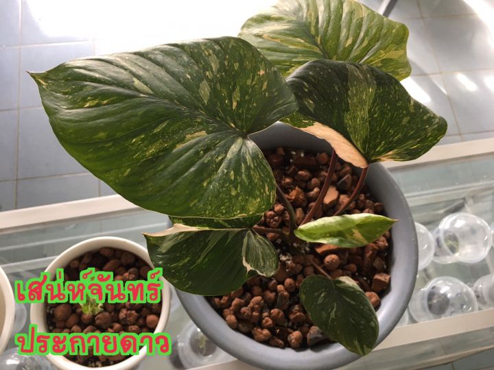 เสน่ห์จันทร์ประกายดาวด่างชมพู-เสน่ห์จันทร์ประกายดาว-homalomena-rubescens-variegated