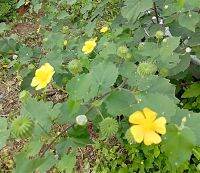 ขายส่ง 100 กรัม สมุนไพรครอบจักรวาลตากแห้ง Country mallow ครอบฟันสี ครอบจักรวาฬ ออร์แกนิก สมุนไพรไทยตากแห้ง สมุนไพร พืชล้มลุก