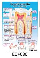 โครงสร้างของฟัน EQ 080 โปสเตอร์สื่อการสอน หุ้มพลาสติก ขนาด 50 * 70 cm