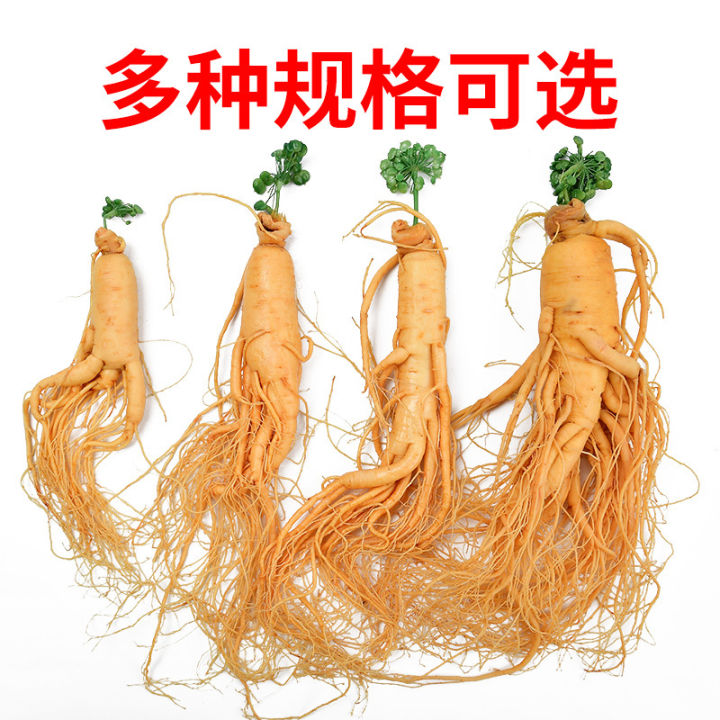 xbydzsw-350g-500g-changbai-mountain-ginseng-tea-350g-500g