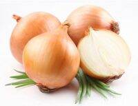 100 เมล็ด เมล็ดหอมหัวใหญ่ สายพันธุ์ หอมใหญ่ Wolska ของแท้ 100% อัตรางอกสูง 70-80 % Onion seeds มีคู่มือปลูก