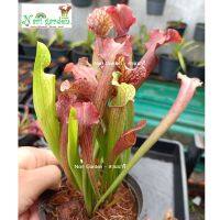 ต้นซาราซิเนีย พันธุ์ Sarracenia Hybrid (ไฮบริค-ชมพูแดง) (ส่งทั้งกระถาง 3 - 4 นิ้ว) ไม้กินแมลง ใบกระเปราะสวย ไม้ประดับแต่งสวย ชอบน้ำ+แดด