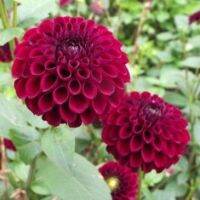 1 เหง้า/ชุุด รักเร่ Dahlia Bulb สายพันธุ์ Ferncliff Ebony หัวรักเร่ ดอกไม้ ดอกรักเร่ เหง้า นำเข้า ยุโรป หัวสดใหม่ ผ่านการแช่เย็นแล้ว