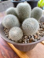 Mammilaria แมมเข็มเงิน ฟอร์มกอใหญ่ ขายยกกระถาง (ส่งแบบเคาะดินออก)