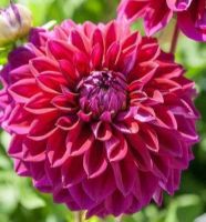 1 หัว/ออเดอร์ รักเร่ Dahlia Bulbs สายพันธุ์ Diva หัวรักเร่ ดอกไม้ หัวหน่อ เหง้า นำเข้า เนเธอร์แลน หัวสดใหม่