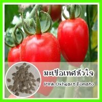 พร้อมส่ง❗ รหัส 160 เมล็ดพันธุ์ OP มะเขือเทศหัวใจ - Pink Oxheart Tomato เมล็ดดอกไม้ ดอกไม้ปลูกสวยๆ เมล็ดดอกไม้ เมล็ดพันธุ์ผัก