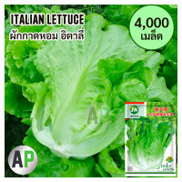 [4000 เมล็ด] เมล็ดผักสลัด ผักกาดหอมอิตาลี Italian lettuce seeds ผักกาดหอมอิตาเลี่ยน ผักกาด นอก ทนร้อน ปลูกง่าย + NEW