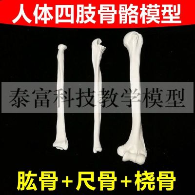 Human body skeleton model of limbs long bone simulation of adult femur tibia fibular humerus ulna radial shoulder bones