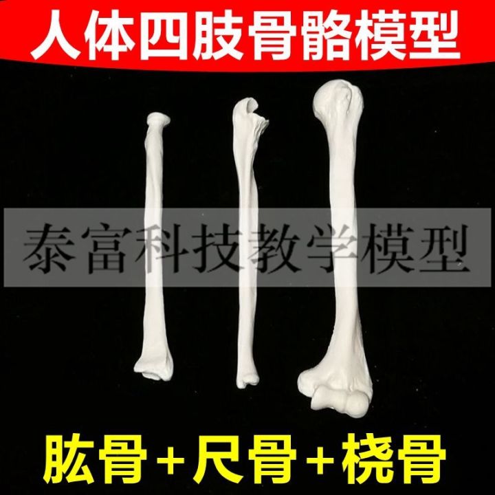 human-body-skeleton-model-of-limbs-long-bone-simulation-of-adult-femur-tibia-fibular-humerus-ulna-radial-shoulder-bones