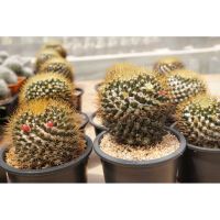 เมล็ดพันธุ์แมมนิโวซ่า M.Nivoza 100 เมล็ด กระบองเพชร cactus mammillaria nivosa