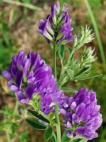 ขายส่ง 10,000 เมล็ด เมล็ดหญ้าอัลฟาฟ่า Alfalfa พืชตระกูลถั่ว ราชินีแห่งพืชอาหารสัตว์ ราชาแห่งอาหารทั้งมวล บิดาของอาหารทุกชนิดหญ้า