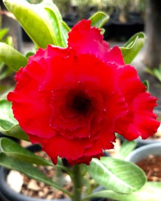 10 เมล็ด เมล็ดพันธุ์ Bonsai ชวนชม สายพันธุ์ไต้หวัน สีแดง Adenium Seed กุหลาบทะเลทราย Desert Rose ราชินีบอนไซ มีคู่มือปลูก นำเข้าจากไต้หวัน