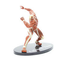 16ซม. Anime Attack บน Titan รูปหุ้มเกราะ Titan Yoroi No Kyojin Reiner un Figurine PVC Action Figure ของเล่นสำหรับเด็ก