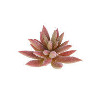 ZM【In Stock】DIY จำลอง Miniature Succulents Mini DIY สำนักงานตกแต่งบ้านสวน