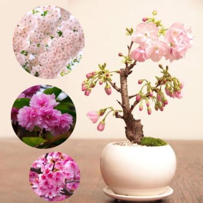 ( PRO+++ ) โปรแน่น.. 30pcs Sakura seeds ต้นไม้นำโชค พันธุ์ไม้ดอก ต้นไม้ฟอกอากาศ เมล็ดดอกไม้ ไม้ประดับ บอนสีสวยๆ ต้นดอกไม้ ของแต่งบ้านสวน ราคาสุดคุ้ม พรรณ ไม้ น้ำ พรรณ ไม้ ทุก ชนิด พรรณ ไม้ น้ำ สวยงาม พรรณ ไม้ มงคล