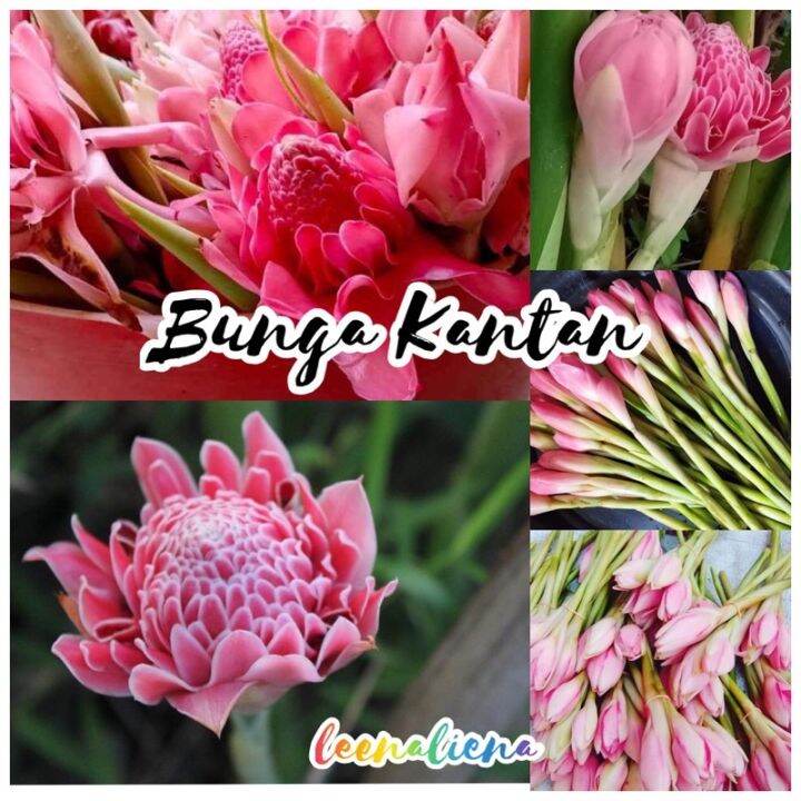 BUNGA KANTAN FRESH DARI KEBUN 1 PCS SAHAJA | Lazada